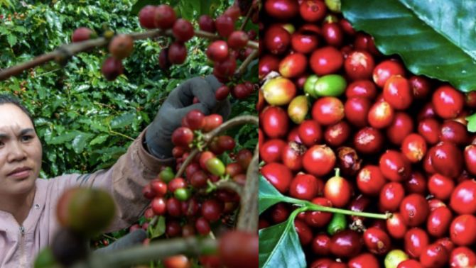 Giá cà phê hôm nay 13/10: Diễn biến lạ trên thị trường cà phê khi giá xuống nhưng vẫn hấp dẫn