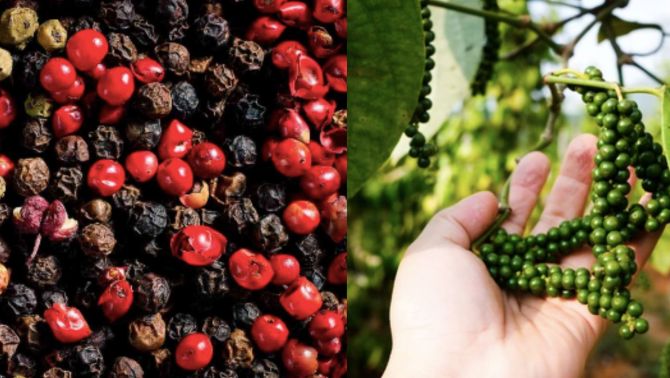 Giá 'vàng đen’ Việt Nam tăng dữ dội, ‘choáng’ với doanh thu đạt được chỉ sau 9 tháng đầu năm 