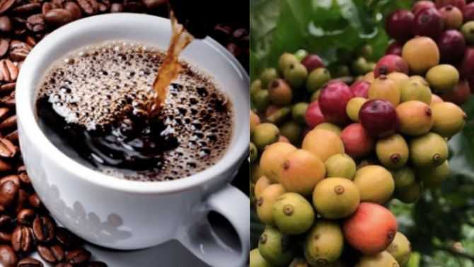 Giá cà phê hôm nay 15/10: Diễn biến khó tin khi trong nước im lìm, giá cà phê thế giới lại 'nổi bão'