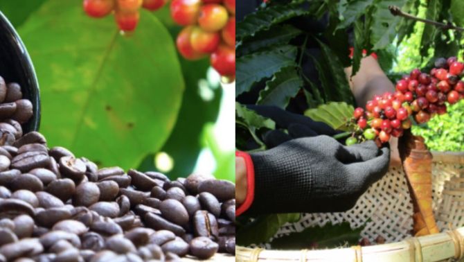 Giá cà phê hôm nay 16/10: 'Vàng nâu' bừng sắc xanh, nông dân phấn khởi vì giá cà phê tăng trở lại 