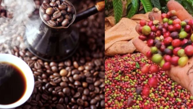 Giá cà phê hôm nay 17/10: Giá nội địa tiếp tục bứt phá, Robusta lập đỉnh mới trong tháng