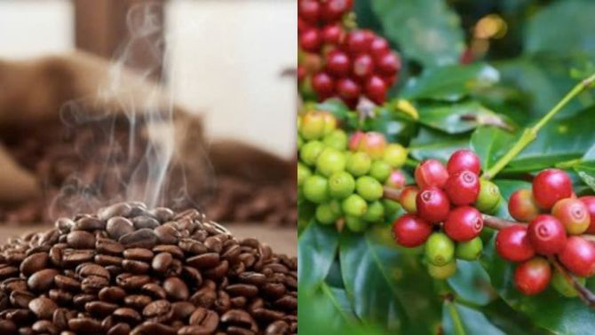 Giá cà phê hôm nay 20/10: Bất ngờ lớn từ thị trường trong nước, giá neo cao nhưng không bứt phá