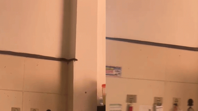 Phú Thọ: Người phụ nữ thót tim khi chứng kiến cảnh con rắn dài hơn 1m đang di chuyển trong khu vực bếp