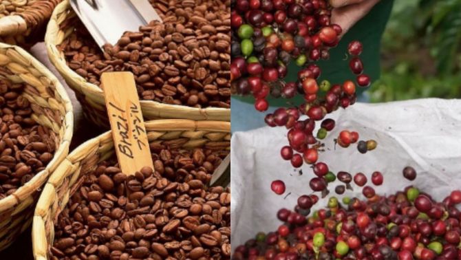 Giá cà phê hôm nay 23/10: 'Vàng nâu' tăng phi mã, người trồng vui khi giá cà phê lên đỉnh mới