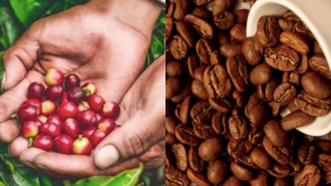Giá cà phê hôm nay 26/10: Hạ nhiệt sau tuần tăng mạnh, vẫn giữ đà phục hồi ấn tượng