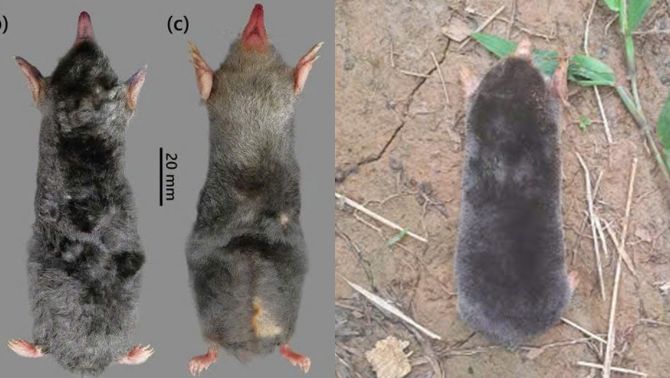 Thanh Hóa: Phát hiện loài động vật chưa từng ghi nhận trên thế giới, ngoại hình quen thuộc