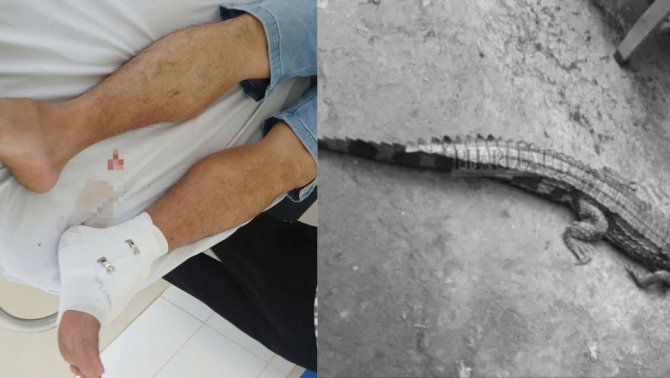 Hé lộ sai phạm trong vụ cá sấu sổng chuồng ở Tây Ninh: Chủ nuôi đối mặt mức phạt khủng