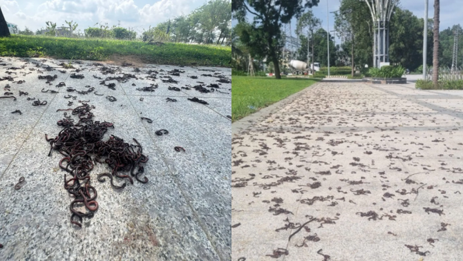 Quảng Ngãi: Kinh hãi hình ảnh hàng ngàn con giun bò lên đường, chết la liệt ở khu đô thị, nguyên nhân do đâu?