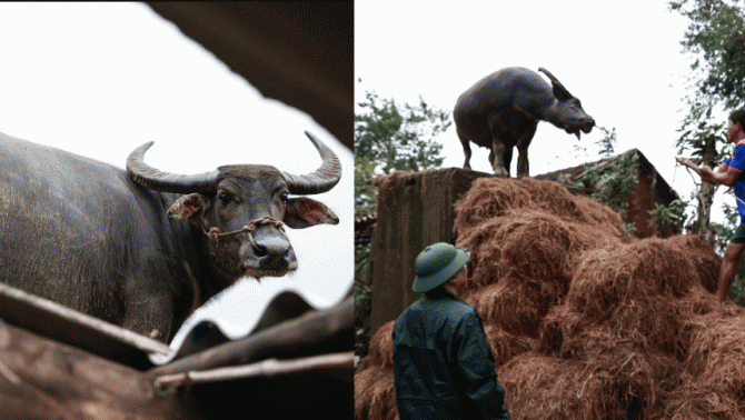 Xúc động cảnh chú trâu mắc kẹt gần 1 tuần trên mái nhà: ‘Biết trâu còn sống, tôi mừng rơi nước mắt’