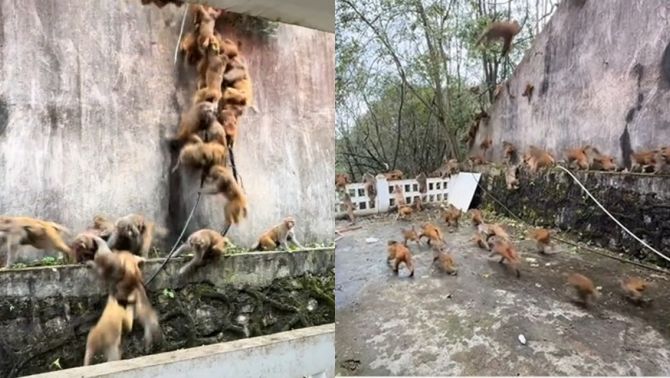 Cảnh tượng kinh hoàng hàng trăm con khỉ bỏ chạy lao xuống núi khiến ai nấy nổi da gà, đã tìm ra lý do