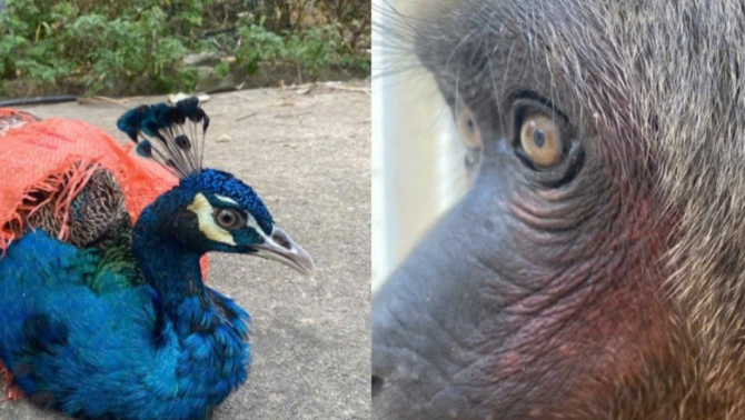 Thông tin mới về 3 loài động vật quý hiếm được tìm thấy ở Thanh Hóa