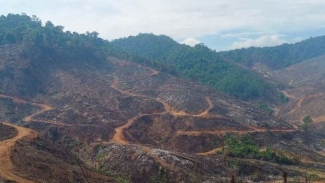 Gần 100 ha rừng bị xâm hại nghiêm trọng ở Gia Lai: Công an khởi tố vụ án