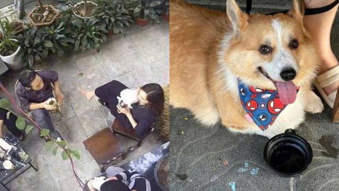 Vụ khách cho chó uống bằng cốc của người ở quán cà phê: Thái độ phản ứng của khách gây phẫn nộ