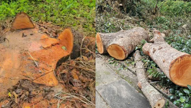 Hiện trường điều tra vụ 42 cây xanh ở Hồ Nước Ngọt bị đốn hạ, lộ nhiều chi tiết bất thường 