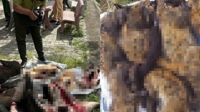 Chặn đứng xe khách Bắc - Nam chở lượng lớn động vật nguy cấp, quý hiếm: Hiện trường có gì đặc biệt?