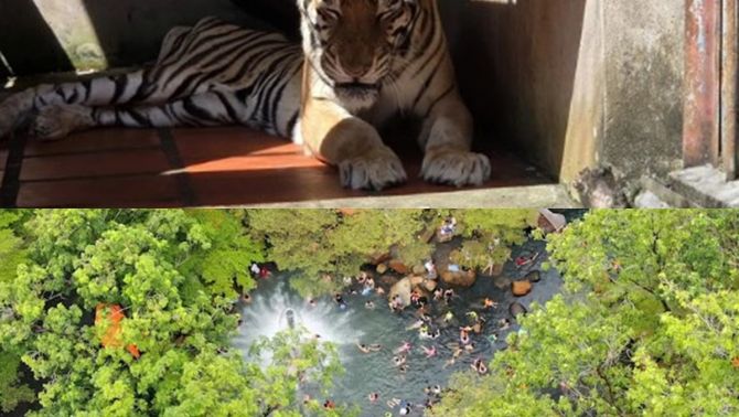 Đại diện Khu du lịch Thủy Châu nói gì khi bị bắt quả tang đang nuôi nhốt nhiều động vật hoang dã? 