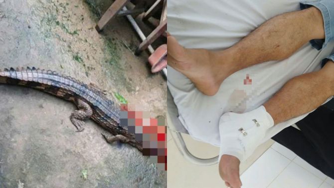 Cá sấu sổng chuồng cắn thầy giáo ở Tây Ninh, thú nuôi trái phép lộ diện và mức án phạt gây chấn động 
