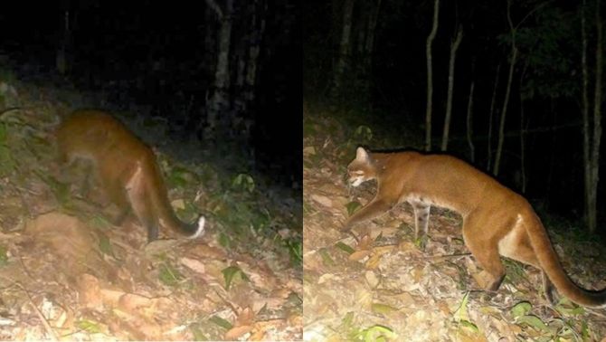 ‘Báu vật’ trong Sách Đỏ lần đầu xuất hiện ở Nghệ An, là động vật quý hiếm có tên cực dị