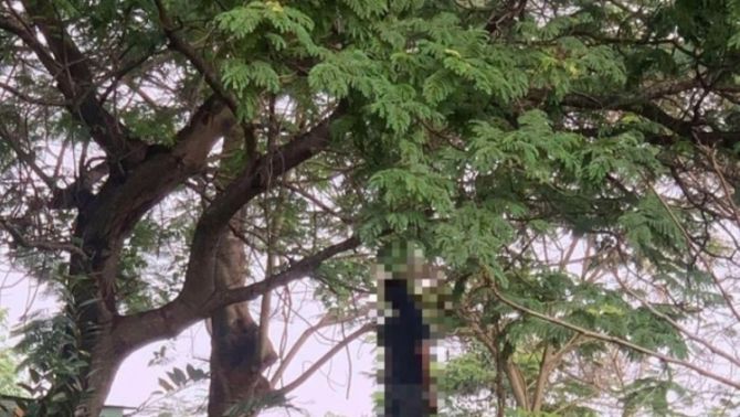 Điều tra vụ thi thể người đàn ông treo trên cành cây vắng vẻ ở TP.HCM, hiện trường có gì đặc biệt?