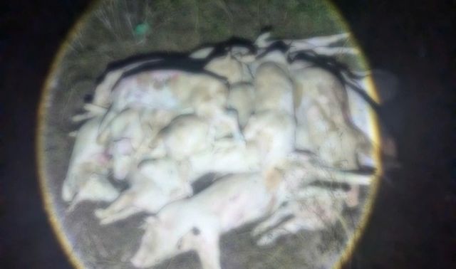 Rợn người bên trong ‘lò mổ tử thần’: Hàng trăm xác heo bệnh được đào lên, ‘phù phép’ rồi tuồn ra thị trường