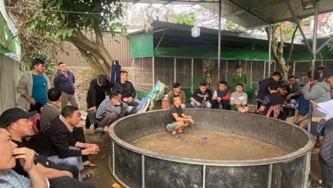 Bắt quả tang ổ đá gà thu hút nhiều chủ trang trại lớn ở Nghệ An: Vạch trần lớp ngụy tạo bên ngoài