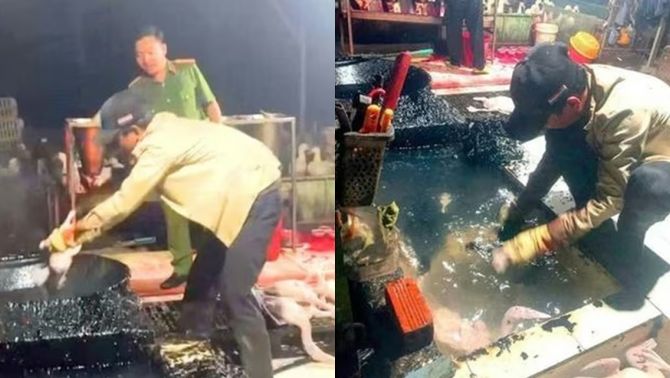 Phát hiện loại dung dịch bí ẩn trong lò giết mổ chui, hô biến vịt trắng phau sau 1 lần nhúng