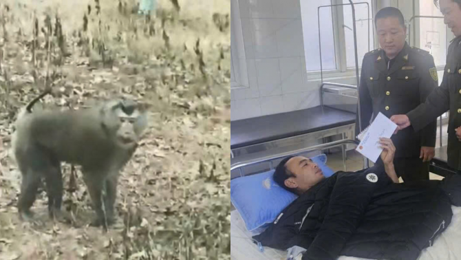 Vụ khỉ hoang tấn công người dân ở Sơn La: Lãnh đạo tỉnh lên tiếng về cá thể hung dữ