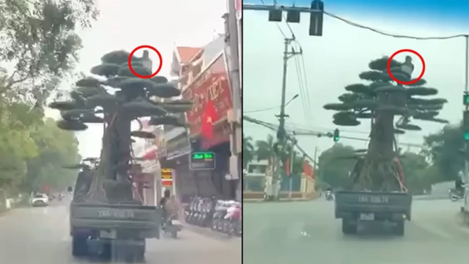 Thông tin mới vụ xe tải chở người ngồi vắt vẻo trên ngọn cây: Tài xế nhận cái kết đắt giá