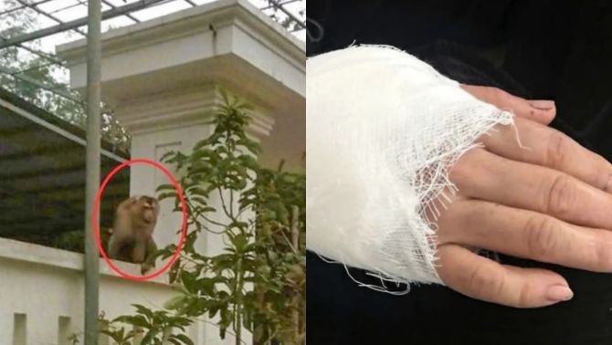 Khỉ đuôi lợn xuất hiện giữa khu dân cư Thanh Hóa, tấn công người dân khiến kiểm lâm phải vào cuộc xử lý