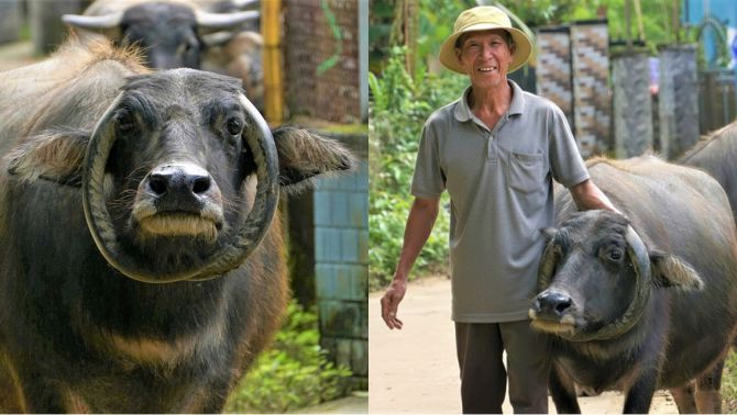 Chú trâu quý hiếm ‘trời ban’ có cặp sừng mọc ngược giúp lão nông Đà Nẵng mua được nhà, tậu được xe