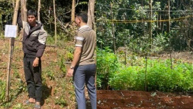 Lộ diện khu rừng trồng hàng trăm cây cấm tại Lâm Đồng, chủ trồng bị xử lý hình sự