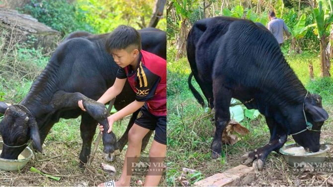 Thanh Hóa: Người dân đổ xô đến xem con bò 6 chân kỳ quái, chủ nhân bật mí nguồn gốc