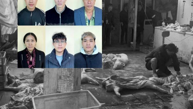 Triệt phá đường dây ‘phù phép’ 4,6 tấn lợn dịch tả châu Phi ra thị trường tại Hưng Yên