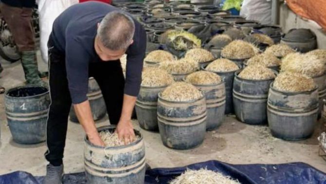 Phát hiện gần 3 tấn giá đỗ 'béo bất thường', hé lộ thủ đoạn dùng chất cấm trong sản xuất thực phẩm