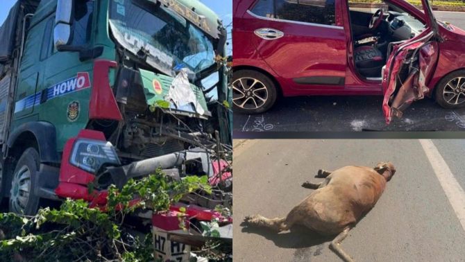 Hiện trường kinh hoàng xe tải ‘điên’ đại náo ở Đắk Lắk: 3 con bò thương vong, ô tô nát đầu
