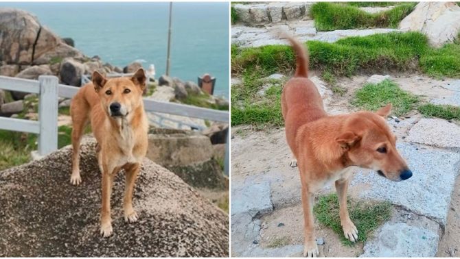 ‘Cậu vàng’ đang nổi tiếng nhất Phú Yên hiện tại, được đánh giá 5 sao bởi dịch vụ ‘đỉnh’