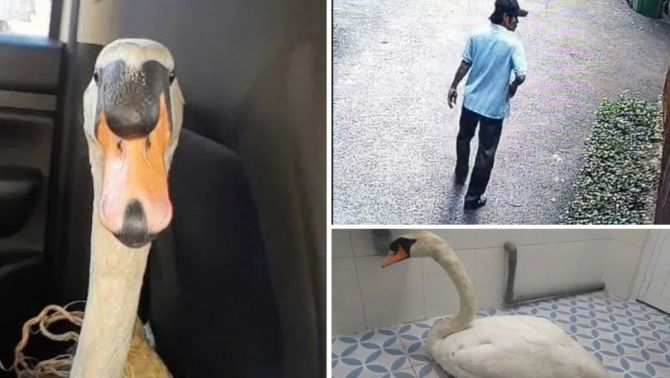 Trộm đột nhập Thảo Cầm Viên lấy thiên nga trắng hơn 60 triệu và cuộc giải cứu xuyên đêm nghẹt thở