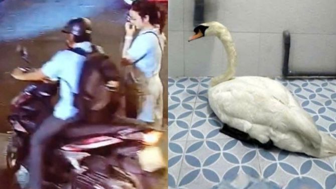 Vụ thiên nga Thảo Cầm Viên Sài Gòn bị mất: Lộ diện danh tính kẻ trộm từ manh mối một chiếc kìm sắt 