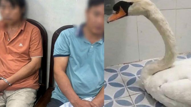 Mua thiên nga trộm từ Thảo cầm viên giá 2 triệu đồng để nhân giống: Ý đồ hay sự cố?