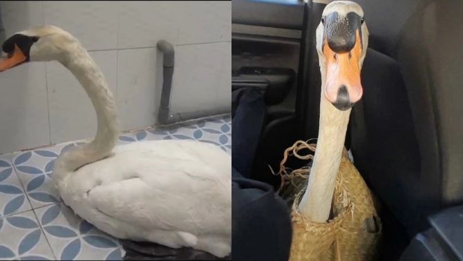 Tình trạng sức khoẻ thiên nga trắng sau vụ mất trộm: Lý do Thảo Cầm Viên phải cách ly, theo dõi đặc biệt?