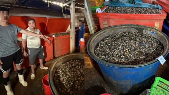 Vụ ốc bươu ngâm với 'thủy tinh lỏng': Lộ quy trình có chủ đích, phá huỷ cơ thể ra sao? 