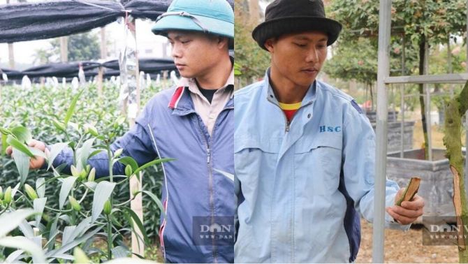 Vườn ly, hồng cổ bán Tết bị chặt phá ngay trước ngày thu hoạch, người dân bật khóc khi năm mới gần kề