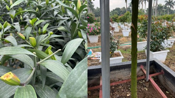 Công an thông tin vụ kẻ gian chặt phá vườn ly, hoa hồng bán Tết, chủ nhân suy sụp mất ăn mất ngủ