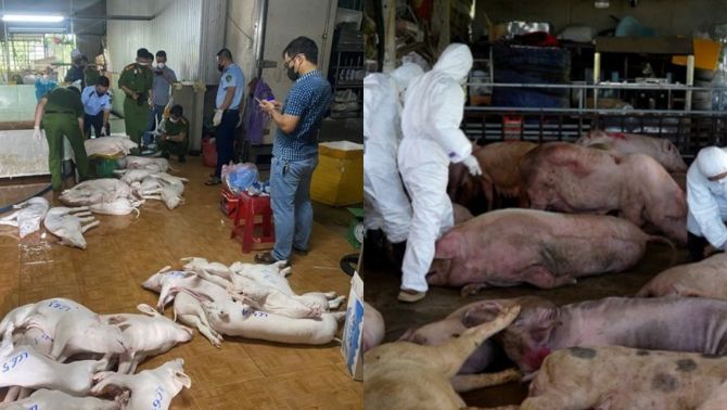 Hàng chục tấn thịt lợn bẩn suýt ra chợ Tết, Công an Quảng Ngãi phanh phui đường dây giết mổ tinh vi