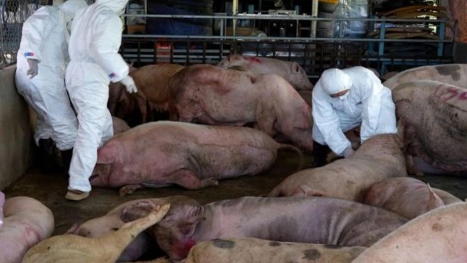 Kịp thời 'chặn đứng' hàng chục tấn lợn bẩn, lợn nhiễm bệnh chuẩn bị 'tuồn' ra ngoài thị trường