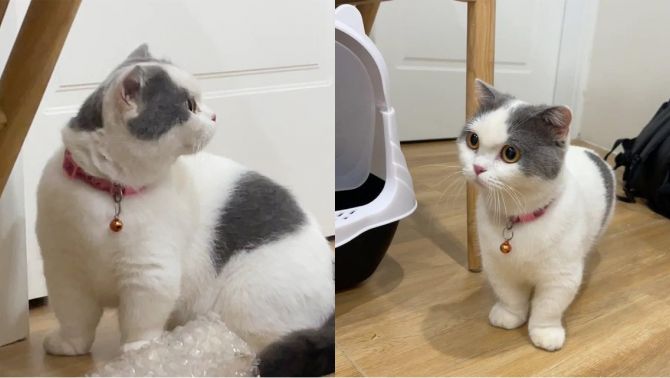 Vụ dọa xẻ thịt mèo rồi quay lại clip cho chủ nhân xem để đòi 7,5 triệu tiền chuộc: Có dấu hiệu hình sự