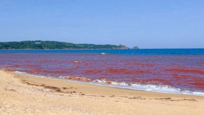 Hơn 1km nước biển chuyển thành màu nâu đỏ ở Gia Lai: Cơ quan chức năng vào cuộc xác minh