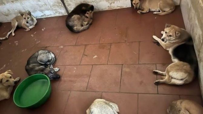 Danh tính băng nhóm trộm chó chuyên nghiệp chia 3 ca mỗi ngày, sẵn sàng dùng súng điện chống trả