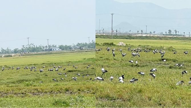 Xác định được đàn chim lạ hàng trăm con bất ngờ kéo đến Hà Tĩnh, cơ quan chức năng khuyến cáo khẩn