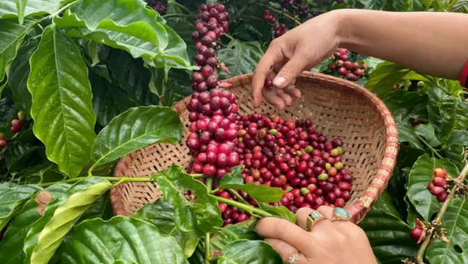 Giá cà phê hôm nay 28/4 trái chiều: Trong nước ổn đinh, thế giới lao dốc vì áp lực từ Brazil 